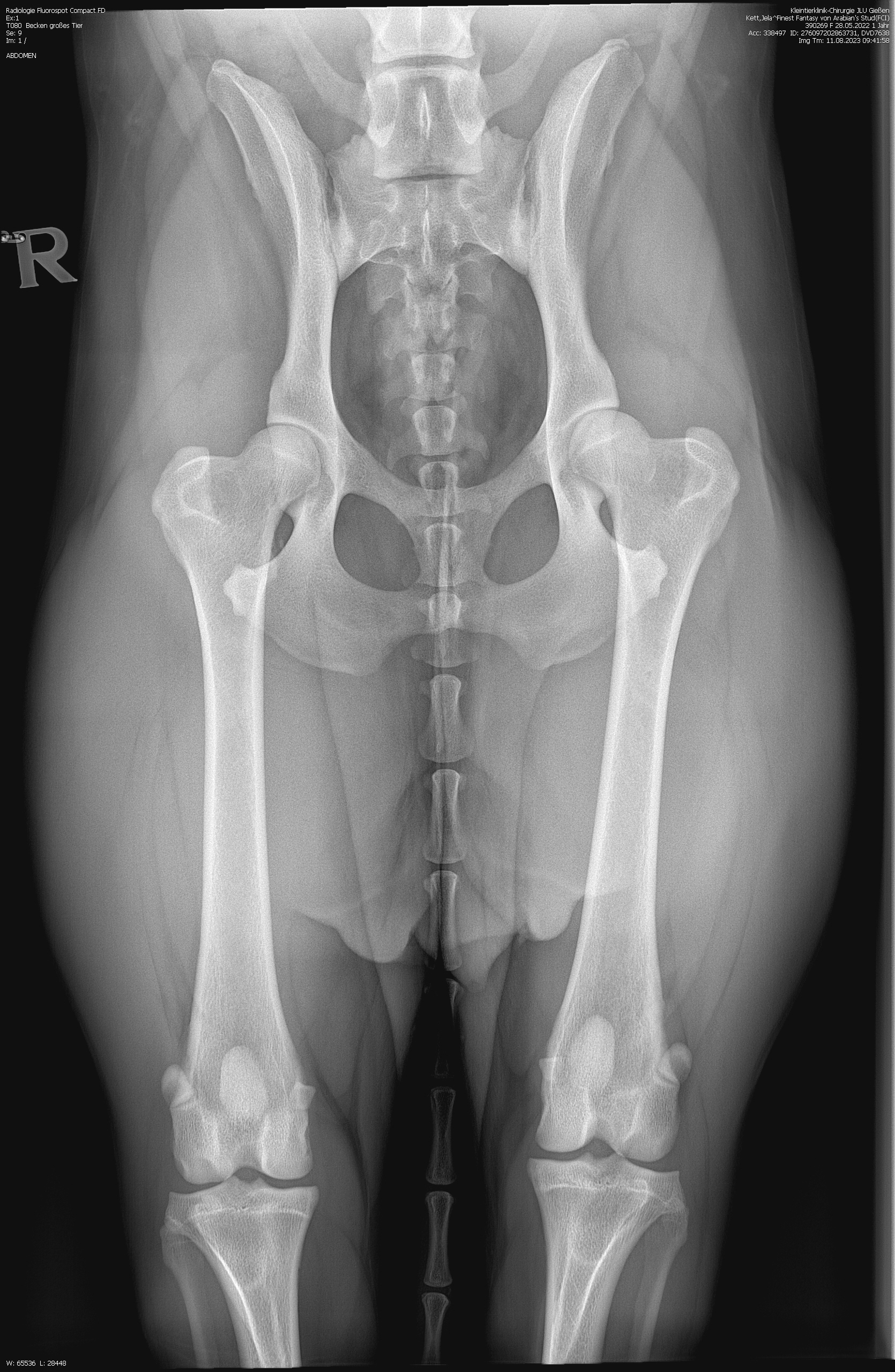 Spenden- und Steuergeld-finanzierter Tierschutz-Lobbyismus - Das Märchen vom kranken Rassehund